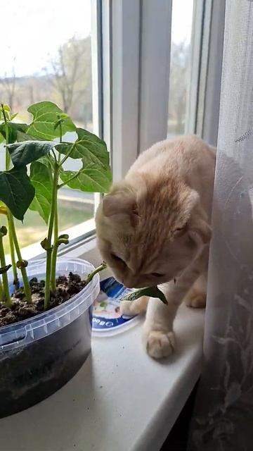 Котёнок ест фасоль #shorts смотреть онлайн