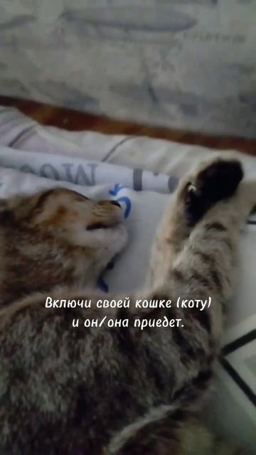 Включи своему питомцу и он прицдёт😺😺😺 #рекомендаци смотреть онлайн