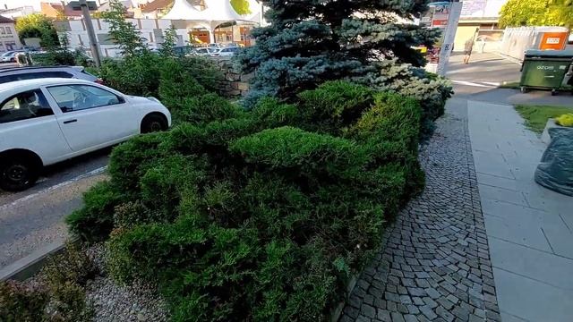 Птица из можжевельника на второй год. смотреть онлайн