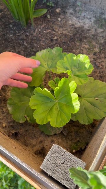 Лечим розу, герань, каллы! #plants #сад #комнатныерастения смотреть онлайн