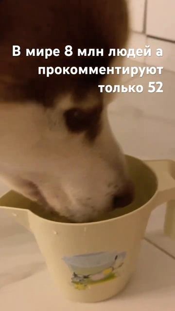 #рекомендации #собака #активпж сколько людей в Японии ? смотреть онлайн