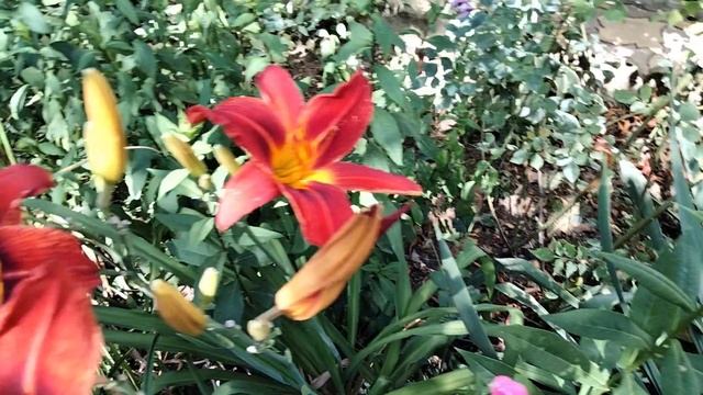 Утренний обзор цветов:Лилии,лилейник,флоксы,гортензи?