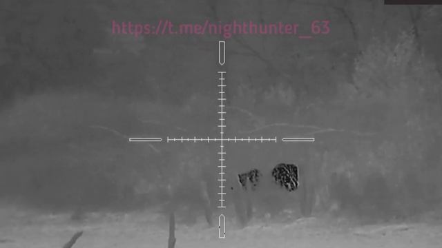 Тепловизионный прицел Arkon Alfa HT50. Кабаны 52 метра. смотреть онлайн