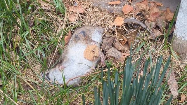 Есть ли мыши в каркасном доме? смотреть онлайн