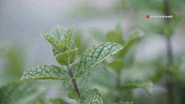 Осенние красоты