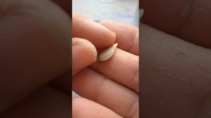 Как я проверяла всхожесть семян кабачков и тыквы