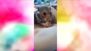 СМЕШНЫЕ хомяки, сделал озвучку первый раз!