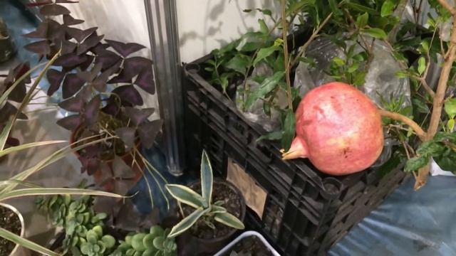 Азербайджанский гранат в Краснодаре смотреть онлайн