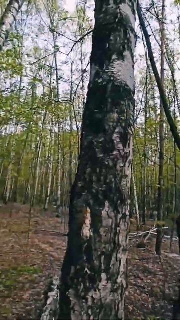 отдых на природе, лес, деревья, красота рядом, весна, ма смотреть онлайн
