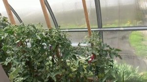 Томат Король Сибири порадовал меня отличной завязываемостью в теплице.