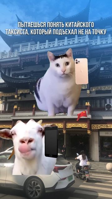 Я у южного входа на другой стороне:#китай #китайцы #китайский #китайскийязык #мемы #кот #юмор #мем