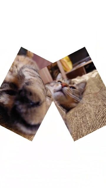 Кот из приюта может больше любить и быть более любимым смотреть онлайн