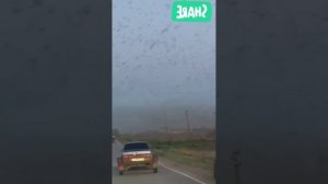 Тучи саранчи накрыли Лиман в Астраханской области