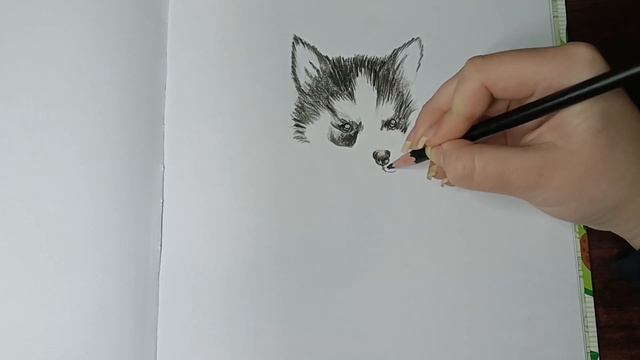 Как нарисовать хаски цветными карандашами 🐶 смотреть онлайн