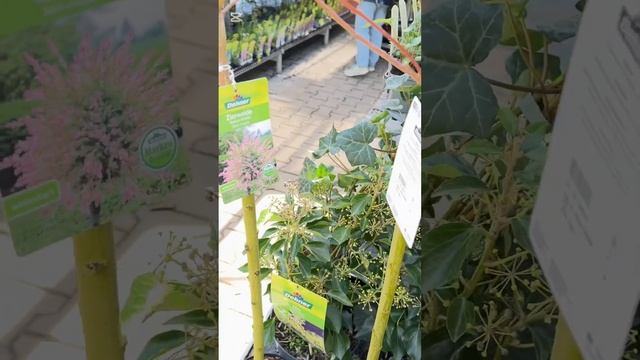 Садовый цент @dehnerde #гортензии #garden #rosen #pflanzenliebe смотреть онлайн