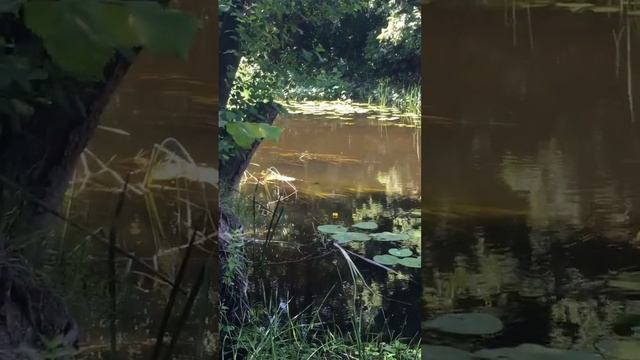 Жара пришла в Воронеж. Утро в лесу у реки #воронеж #лето смотреть онлайн