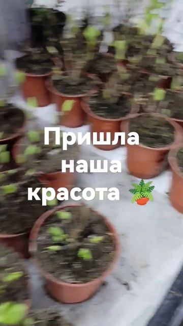 #гортензии#наш заказ# смотреть онлайн