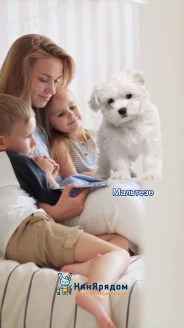 У вашего малыша есть пушистая нянька? смотреть онлайн