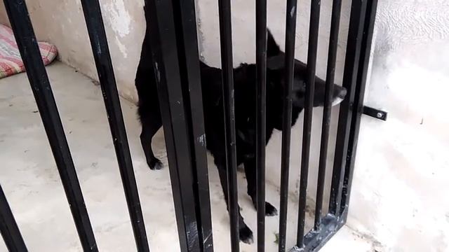 ID1735/ Polkan/ Полкан/ Приют для животных 