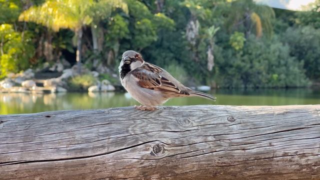 Песенка от маленького воробушка смотреть онлайн