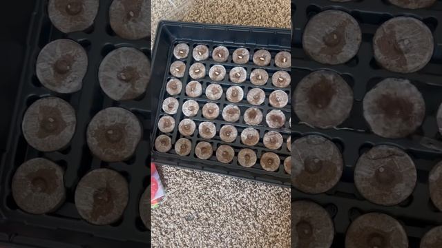 Как я сажу рассаду.