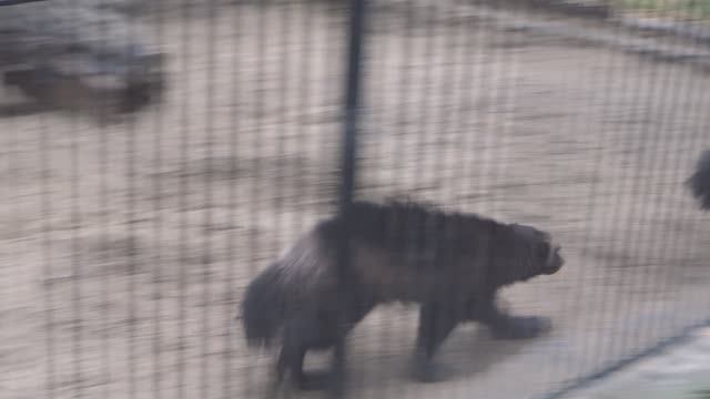 Росомахи дерутся в Новосибирском зоопарке