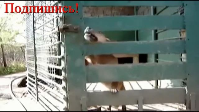 Лучшие Приколы с Животными Ютуб/The best Jokes with Animals YouTube смотреть онлайн
