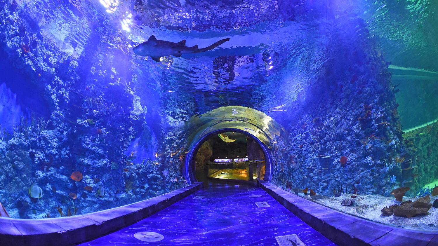 Посещение Океанариума в Крокус Сити смотреть онлайн