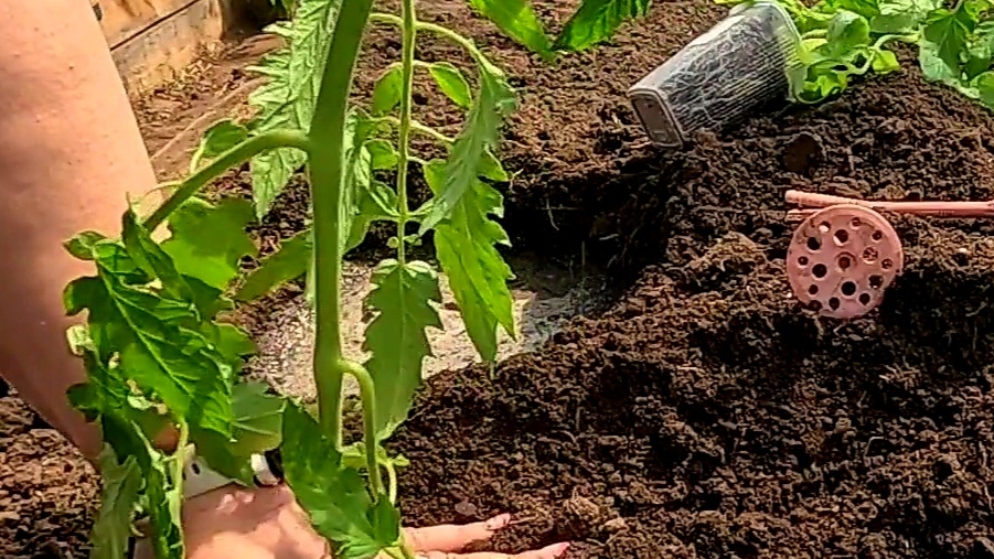 Посадка томатов в теплицу!! Супер корневая!! смотреть онлайн