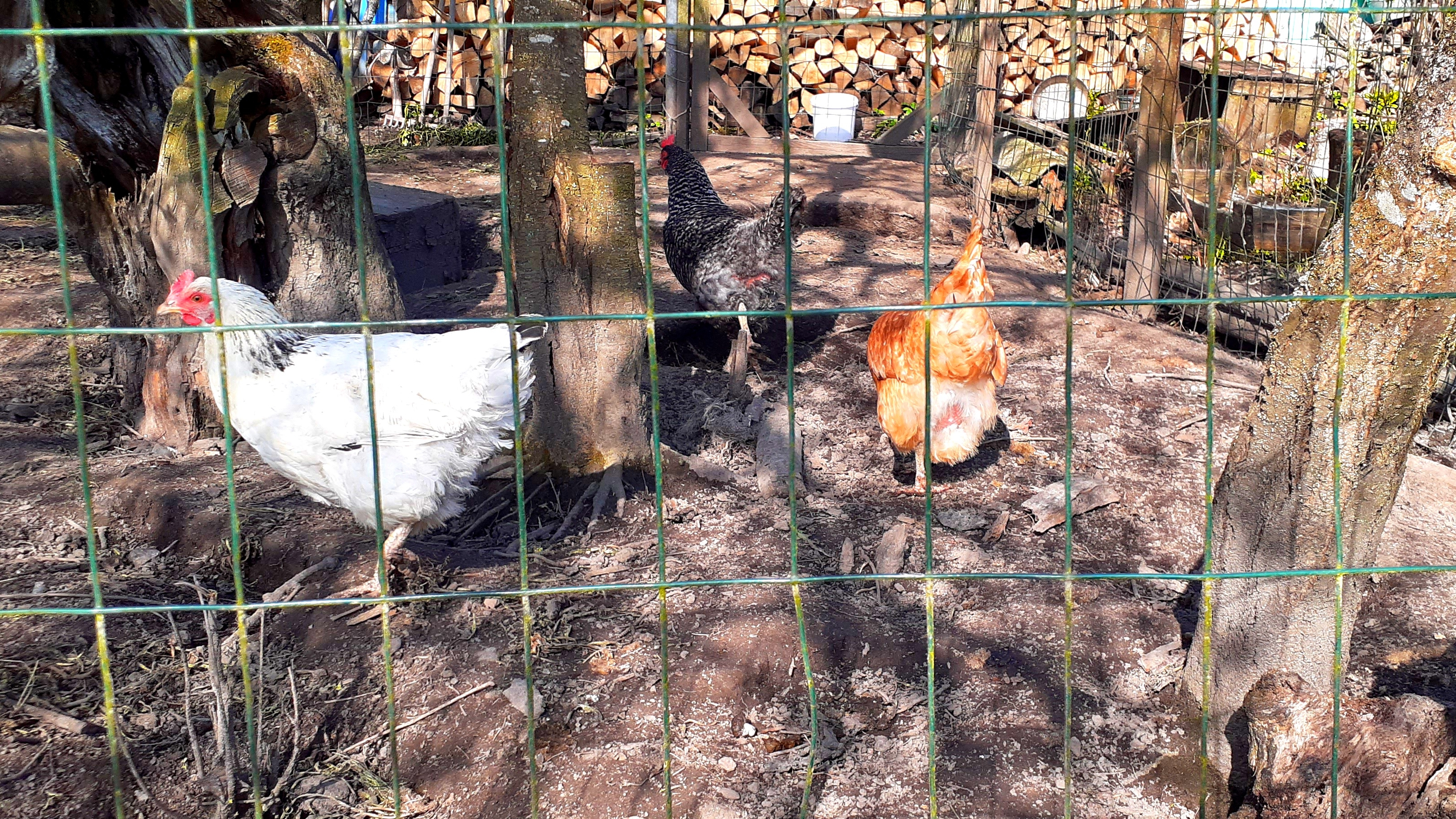 дача. сад и огород. приусадебное хозяйство. фазенда. #косякосяков смотреть онлайн