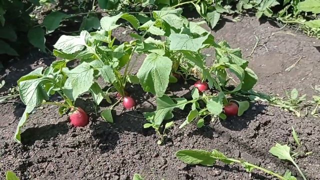 #редис РЕДИС БУДЕТ ГИГАНТСКИМ!#наизнанку #изсемян #пос? смотреть онлайн