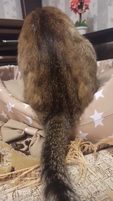 Веснулька ест мышь смотреть онлайн