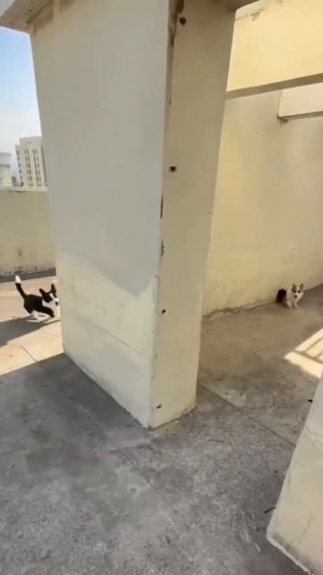 Собакены играю в прятки, но есть подвох: одна знает тай смотреть онлайн