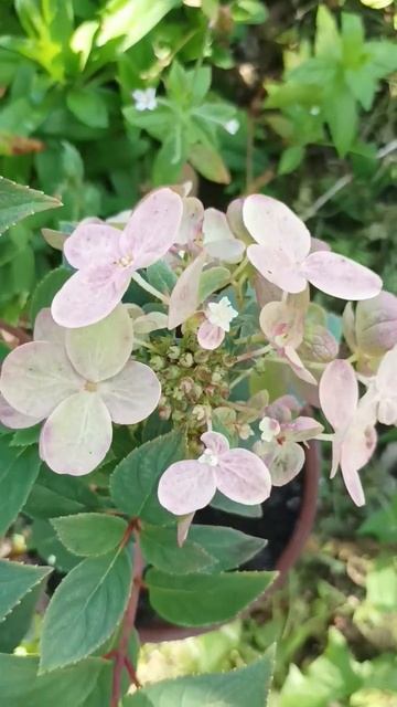 Красотка гортензия Polestar / Полярная звезда #гортензия #? смотреть онлайн