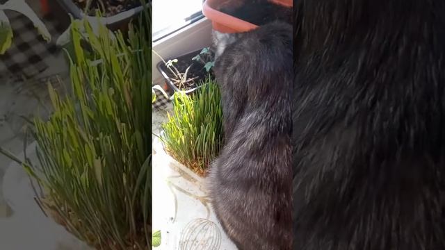 мая кошка ест траву которую сама вырастела смотреть онлайн
