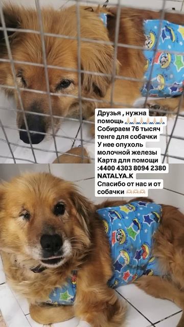 ЗОВУТ РЫЖУЛЯ,СОБАКА С УЛИЦЕ БЫАШЕ ДОМАШНЯ, НУЖНА ВАША ? смотреть онлайн