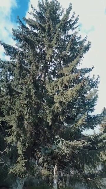 Весна! Птицы прилетели! смотреть онлайн