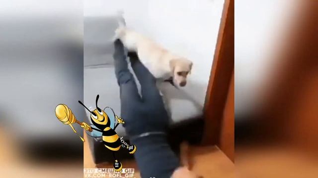 Смешные коты Победитель челленджа challenge смотреть онлайн