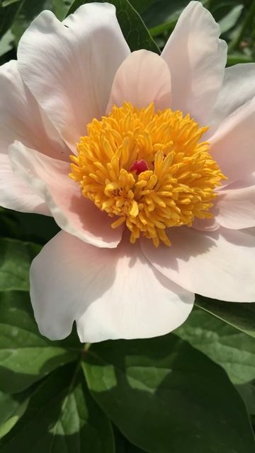 Пион променад смотреть онлайн