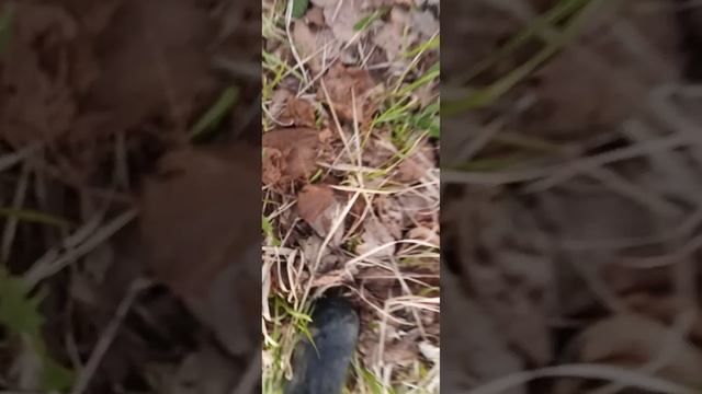 иду с дачи домой #2 смотреть онлайн