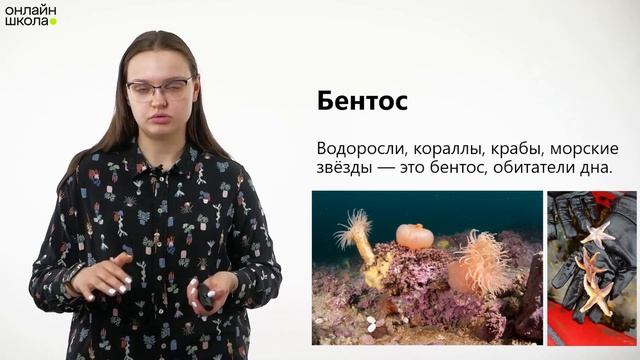 Жизнь в океане. Видеоурок 22. География 6 класс