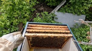 2025-05-10 Пчёлы. Карника. Переселяю пчелопакет.