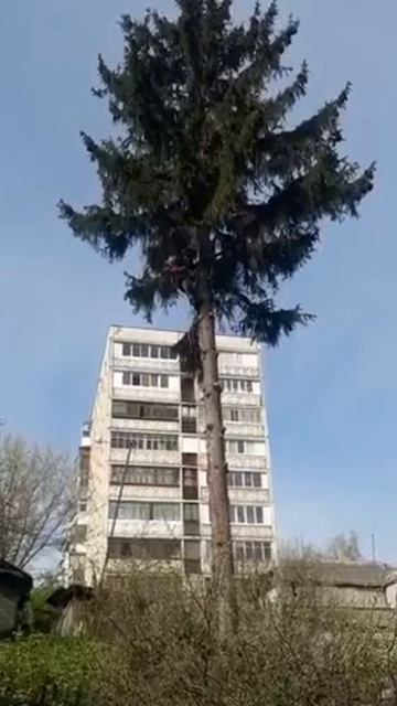 г.Орёл,спил ели в частом секторе. смотреть онлайн