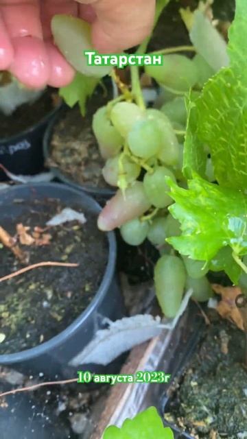 #виноград #ежевика #земляника #клубника #парник #рассад смотреть онлайн