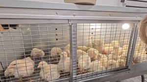 Видите или мне Мерещится?