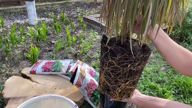 КАК ПРАВИЛЬНО ПЕРЕСАДИТЬ ДРАЦЕНУ? смотреть онлайн