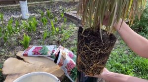 КАК ПРАВИЛЬНО ПЕРЕСАДИТЬ ДРАЦЕНУ?