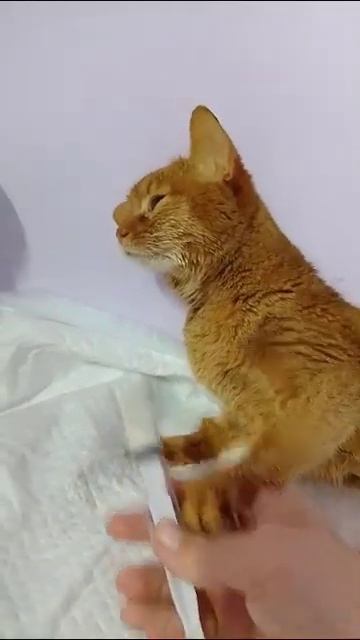 Кошка болеет. Не хочет есть. смотреть онлайн