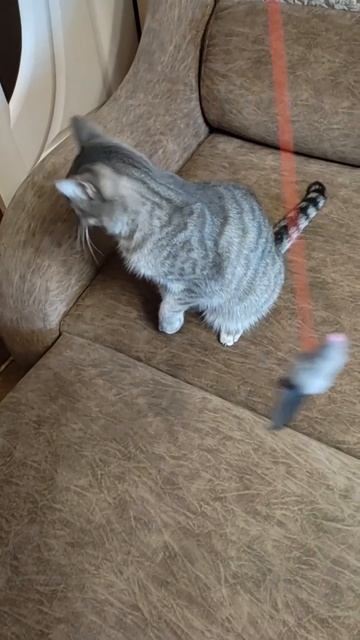 Я сержусь, уйди отсюда, птица ты, не настоящая! смотреть онлайн