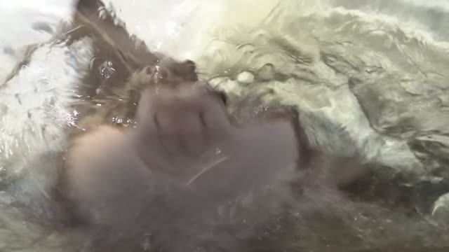 Скаты улыбаются в Санкт-Петербургском океанариуме